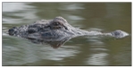 Wildlife Portfolio - 06