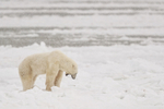 Polar Bear in snowstorm, Churchill, Canada