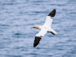 Gannet