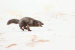 Arctic Fox running side view, Hornstrandir, Iceland