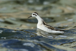 Red-necked Phalarope cranes neck, Farmoor