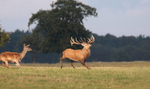 Red Deer, Rutting time