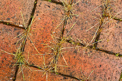 Close Up & Still Life portfolio