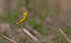 Meadows, Fields and Open spaces portfolio