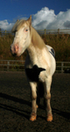 Horse Edited 22 of 68 Done