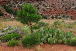 Zion National Park portfolio