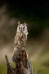 Long Eared Owl
