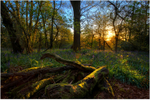 Pinfield Woods