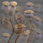 Poppy Hallucinations