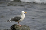 Herring Gull