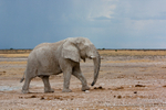 Stormy Etosha Elephant