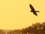 Northern Harrier flying at dawn, Bosque del Apache, New Mexico