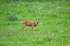 Roe Deer