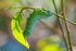 atlas moth caterpillar Attacus atlas-2079