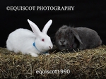 equiscot1990