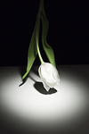 Tulip & the shadow
