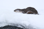 River Otter in deep snow, Yellowstone National Park, Wyoming