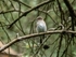 Spotted Flycatcher
