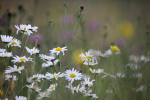 Meadow Grass _FL060