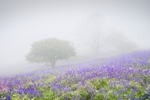 z4254 Bluebells in the Mist, Ventnor Down
