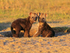 Spotted Hyena cubs in late afternoon light