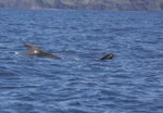 Short finned pilot whale & week old calf, Pico Island, Azores
