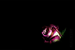 Rose and Leaf