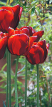 Tall Tulips