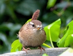 Wren