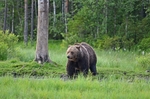 Brown Bear