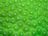 Coral Macro