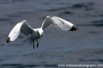 SBG029: Kittiwake