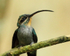 Green Hermit (female), pollen on face, Costa Rica