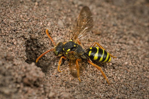 [i]Nomada goodeniana[/i] female, inspecting a Buffish Mining Bee nest burrow. Staffordshire garden, May 2016.