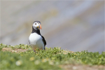 Skomer Local