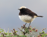 Pied Wheatear portfolio
