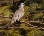 Blue Spotted Wood Dove