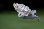 Barn Owl