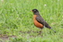American Robin in grass, Minnesota, USA