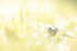 The Common Frog _ 017 , Rana temporaria