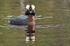 Horned Grebe 93-4320
