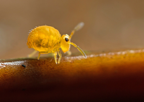 [i]Sminthurinus aureus[/i]. On the underside of a fallen leaf. Warwickshire, December 2013.