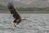 White-tailed Eagle
