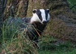 Badger