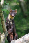 Pine Marten