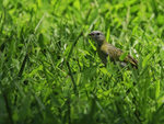 House Finch (female), Kapaau, Hawaii