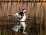 Great Northern Diver