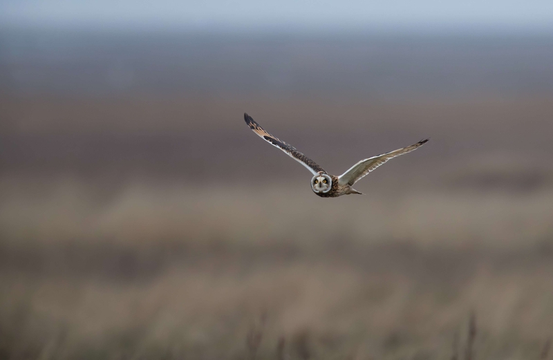 Short Eared Owl