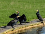 Cormorants