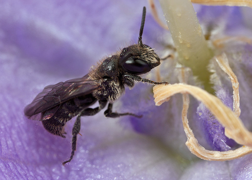 On a [i]Campanula[/i] flower - Warwickshire, July 2012.

Composite of three images; one focussed on head, one on th…